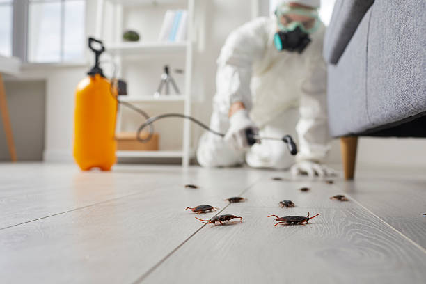 Affordable Termite Control solutions in Evansville, WI